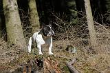 BOULEDOGUE FRANCAIS 214